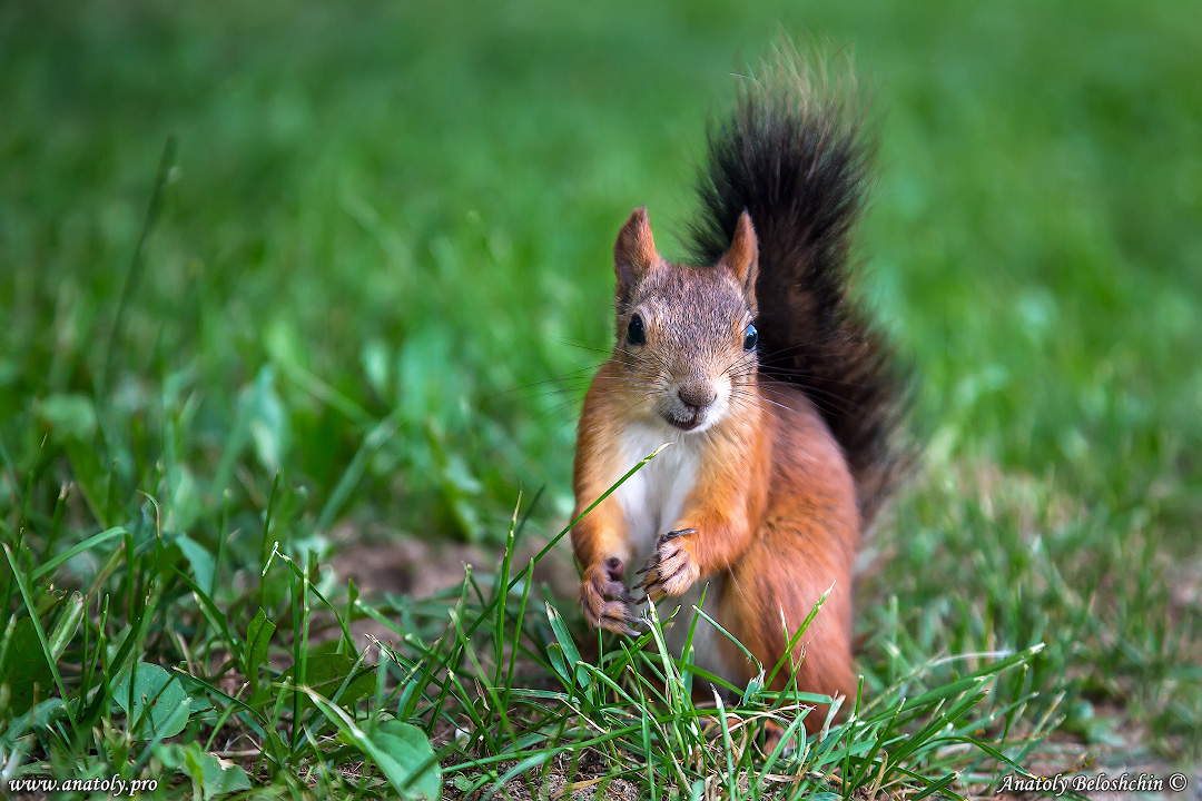 Moscow, Squirrel, Anatoly Beloshchin