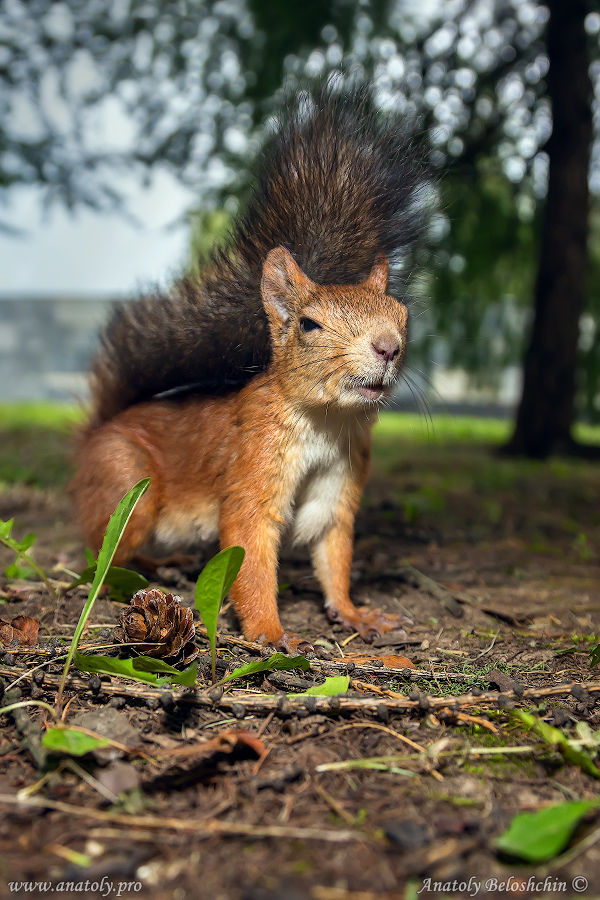 MoscowMoscow, Squirrel, Anatoly Beloshchin
