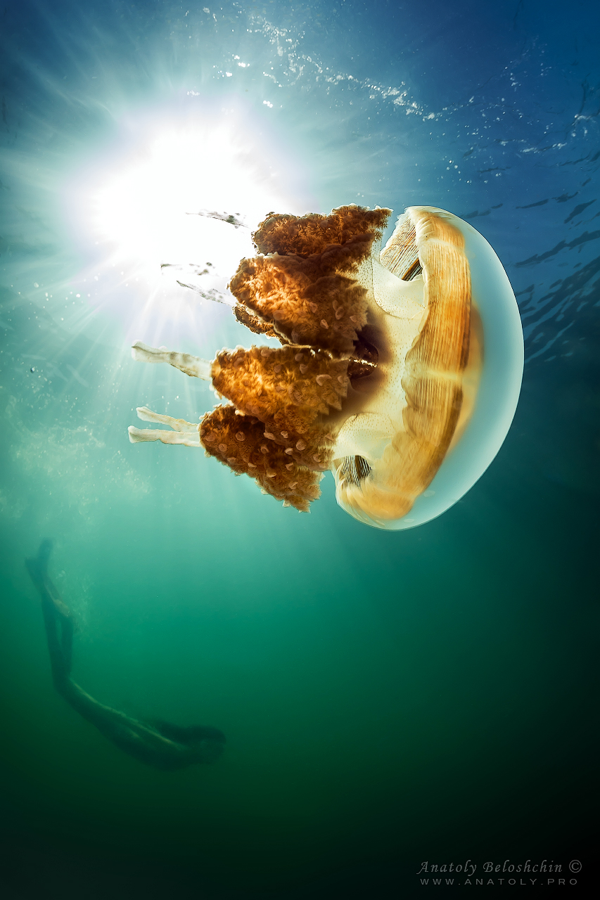 Palau, Anatoly Beloshchin, Палау, Анатолий Белощин, Jellyfish lake