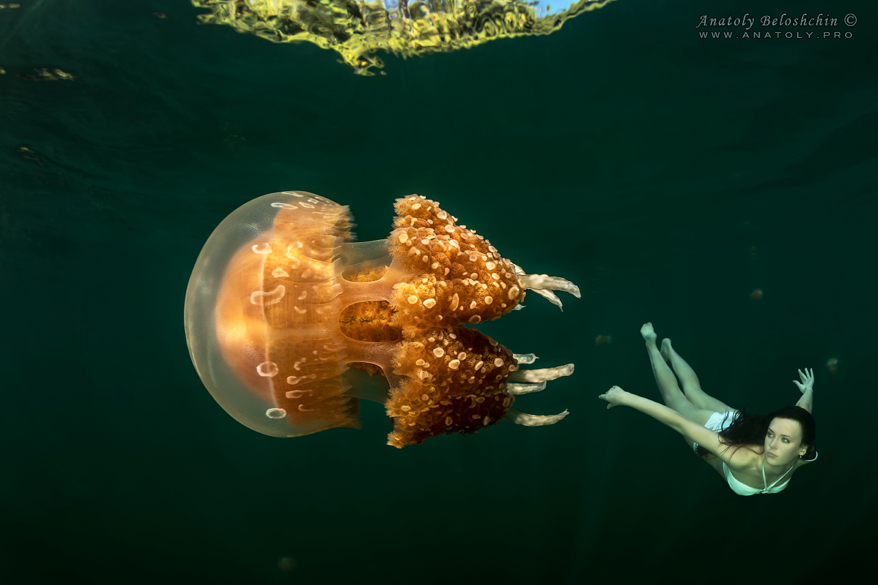 Palau, Anatoly Beloshchin, Палау, Анатолий Белощин, Jellyfish lake