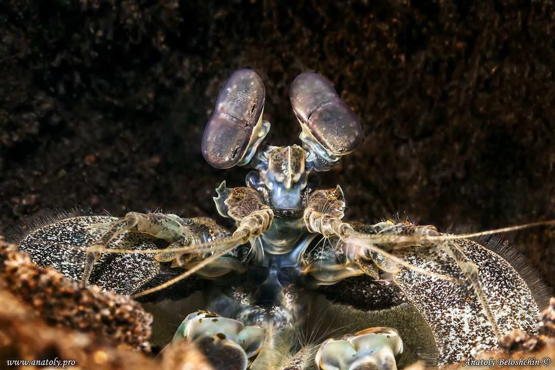 Macro, Philippines, Anatoly Beloshchin, Белощин