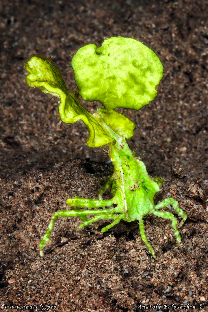 Crab, Macro, Philippines, Anatoly Beloshchin, Анатолий Белощин