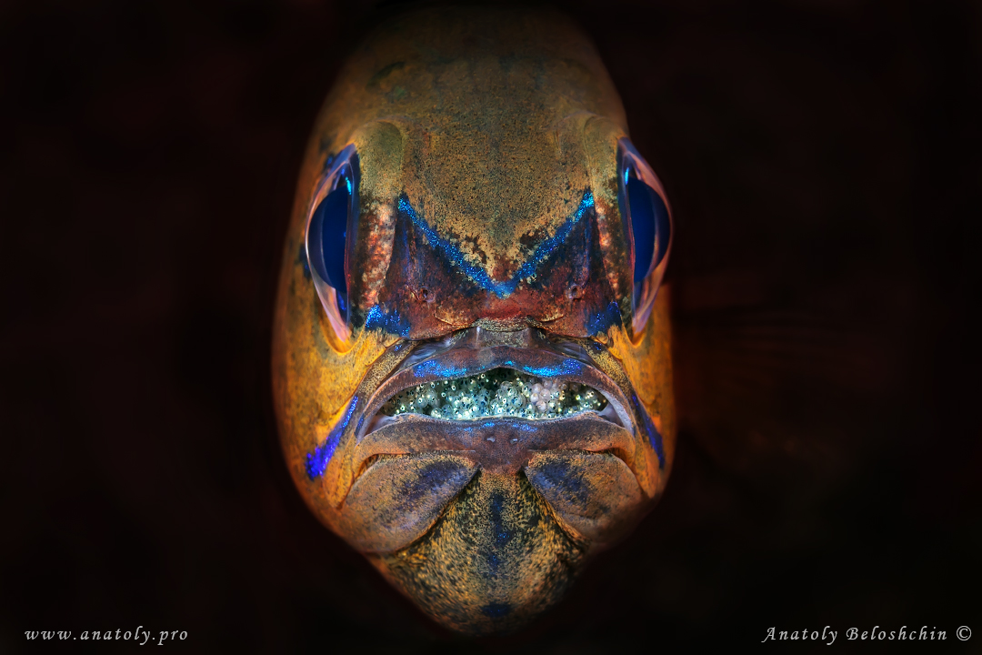 Macro, Philippines, Anatoly Beloshchin, Анатолий Белощин