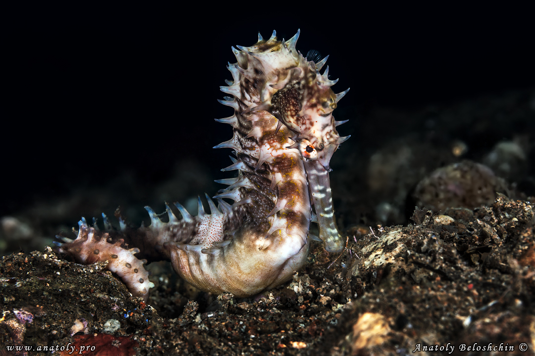 Macro, Philippines, Anatoly Beloshchin, Анатолий Белощин