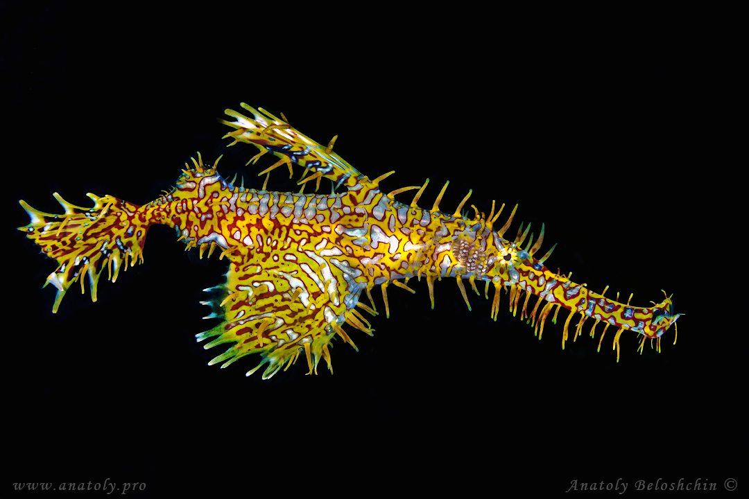 Ghost pipefishes, Anatoly Beloshchin