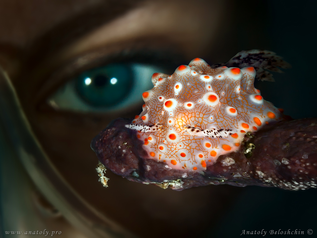 Nudibranch. Philippines 