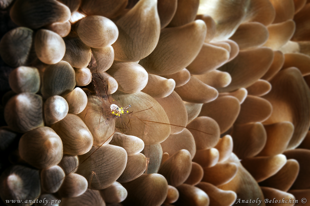 Maldives, Anatoly Beloshchin, Анатолий Белощин    