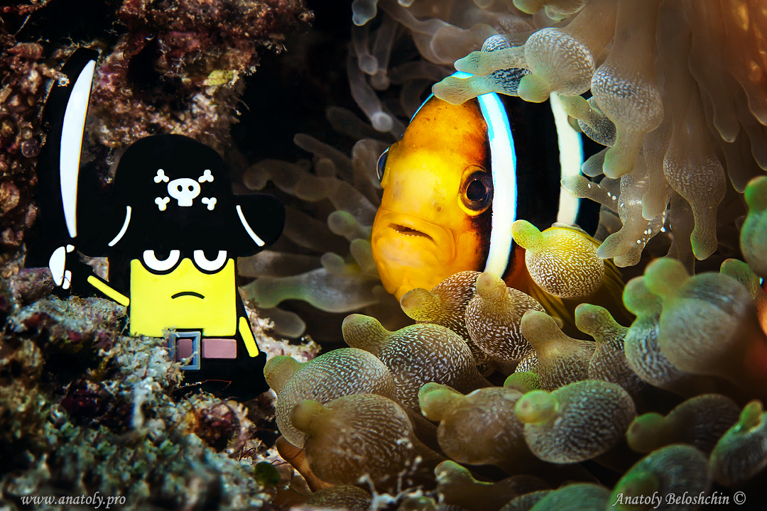 Maldives, Anatoly Beloshchin, Анатолий Белощин    