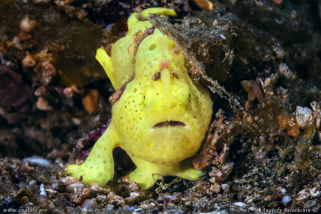 Macro, Philippines, Anatoly Beloshchin, Белощин