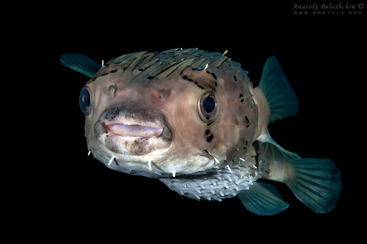 Bali, Anatoly Beloshchin