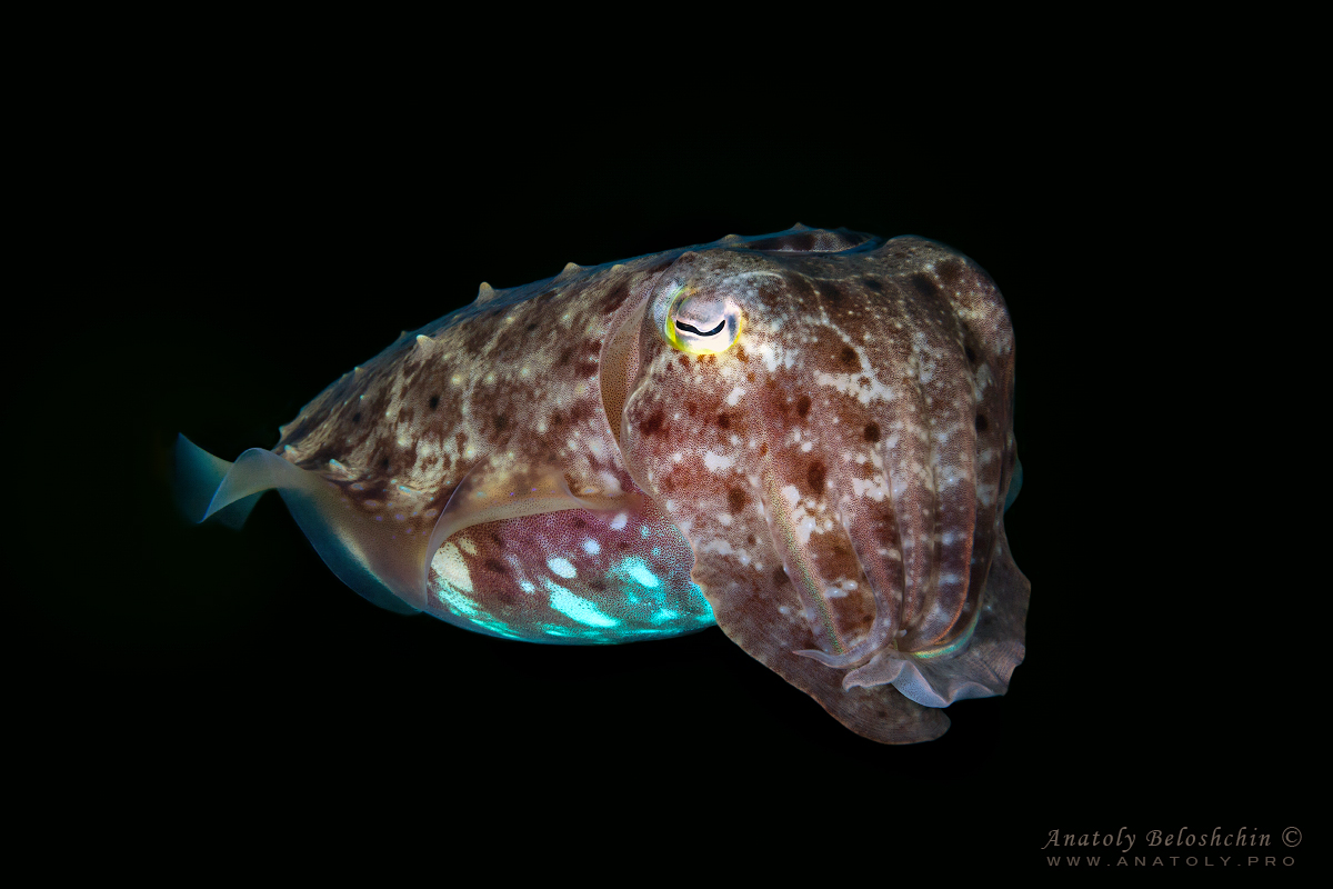 Bali. Indonesia. Anatoly Beloshchin. Анатолий Белощин