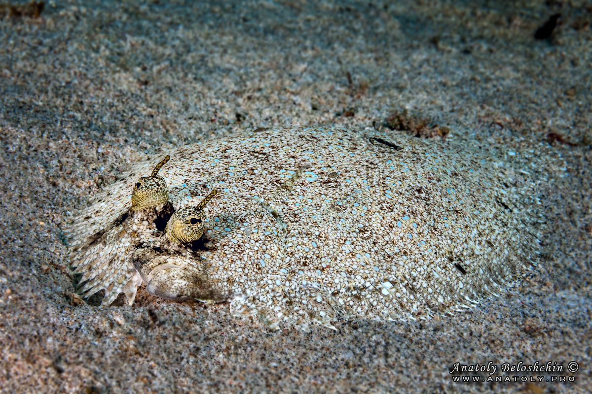 Bali. Indonesia. Anatoly Beloshchin. Анатолий Белощин