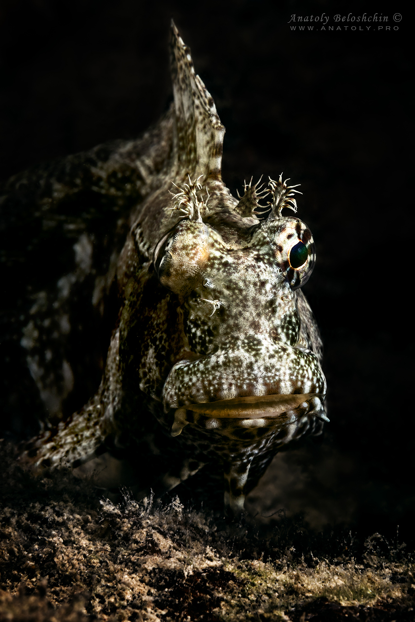 Palau, Anatoly Beloshchin, Палау, Анатолий Белощин