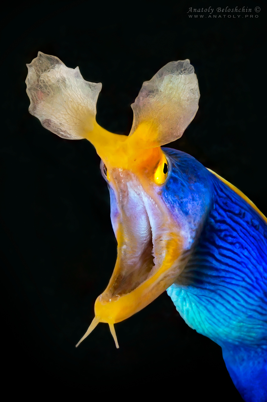 The ribbon eel - Rhinomuraena quaesita. Macro, Philippines, Beloshchin, Белощин