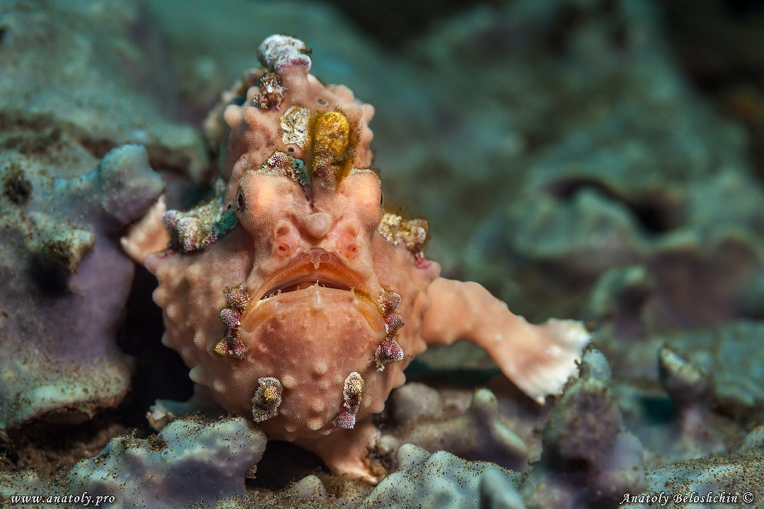 Frog fish, Macro, Philippines