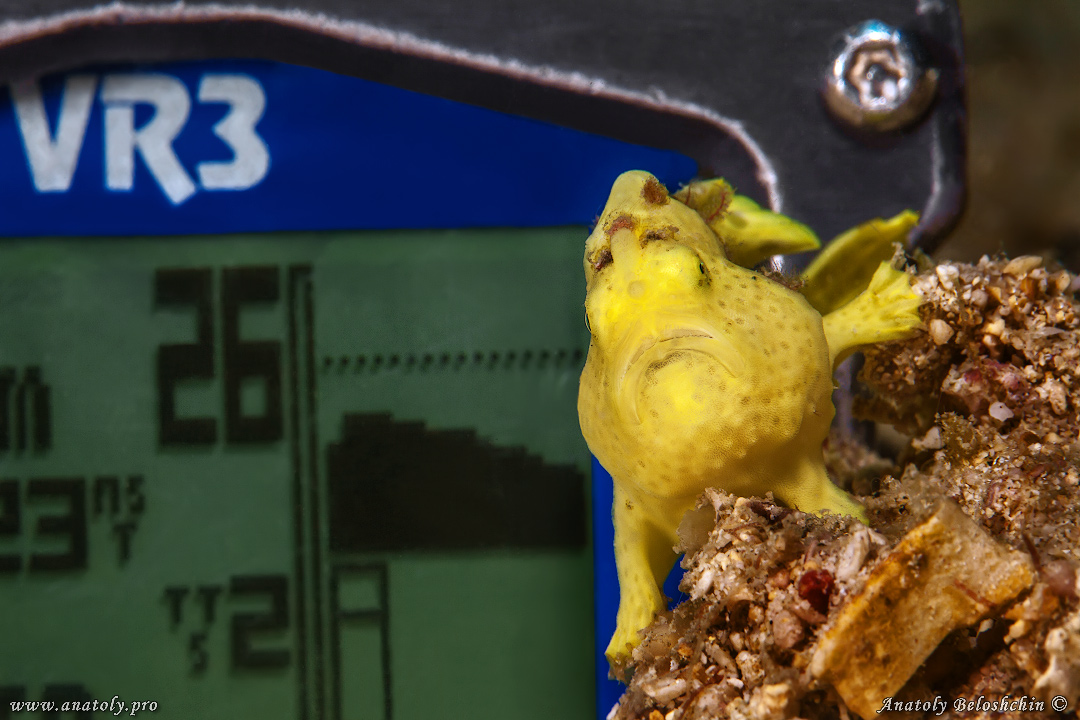 Frog fish, Macro, Philippines