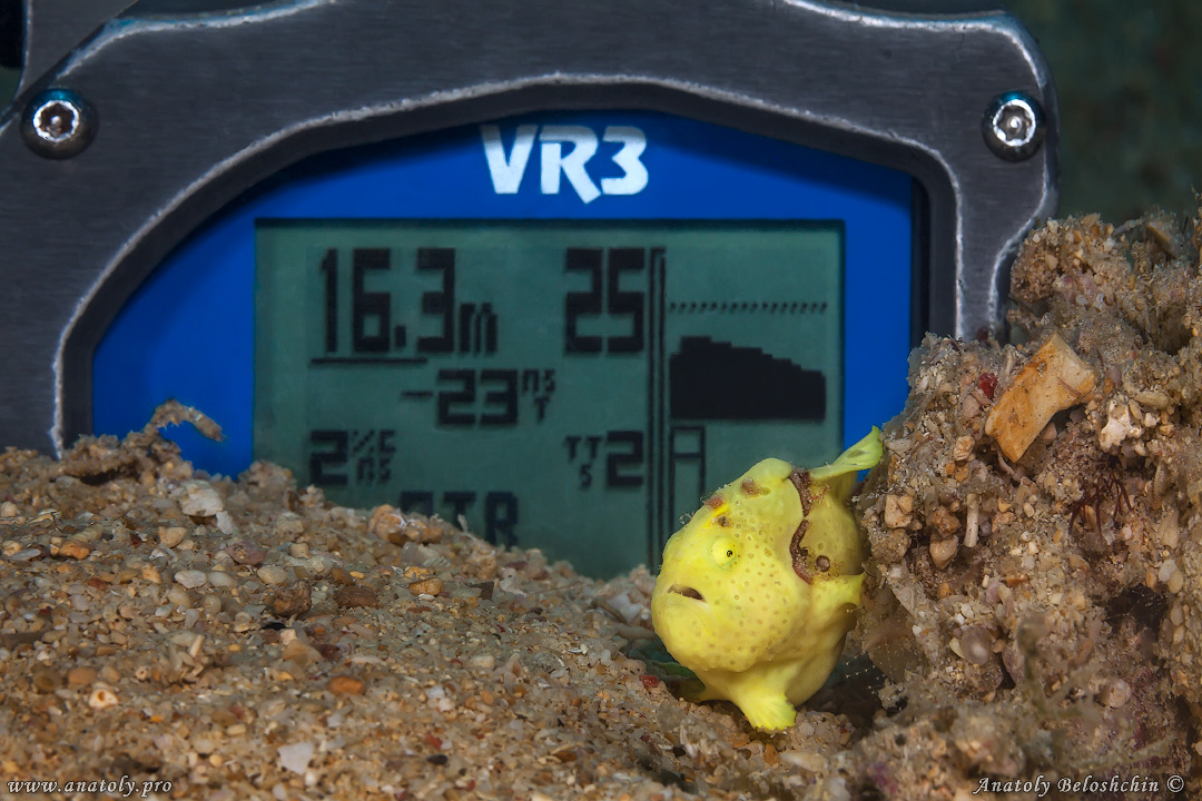 Frog fish, Macro, Philippines