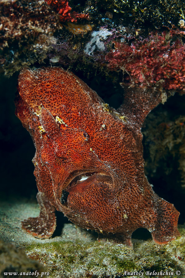 Frog fish, Macro, Philippines