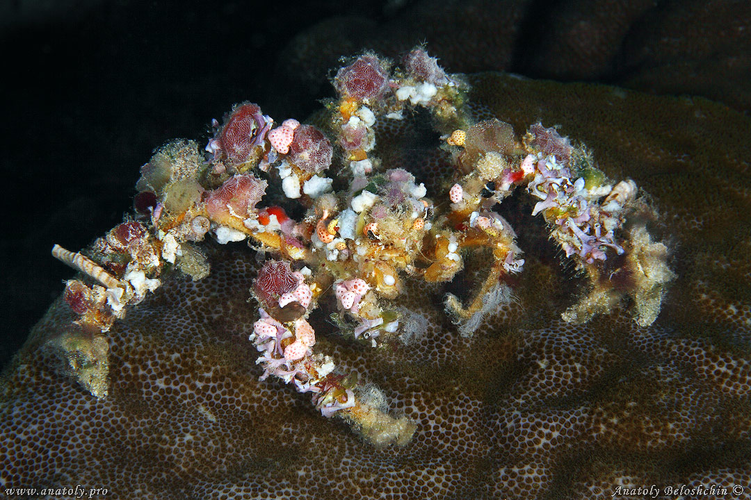Crab, Macro, Philippines