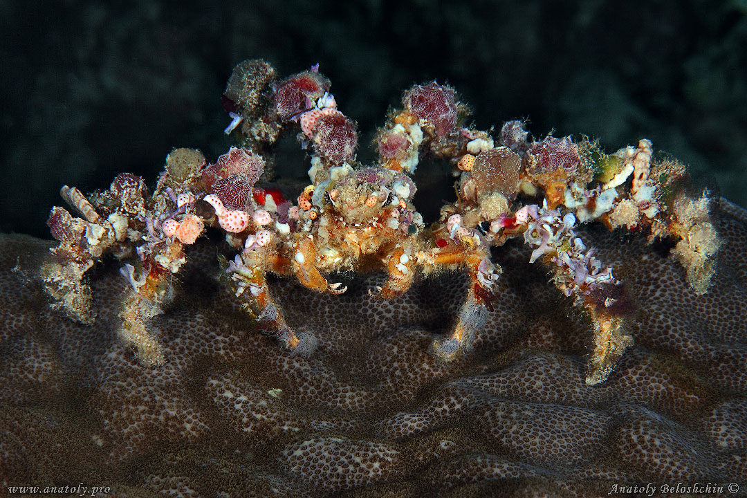 Crab, Macro, Philippines