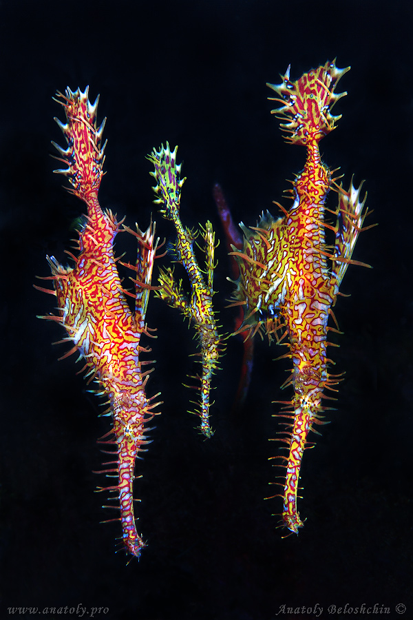 Macro, Philippines, Beloshchin, Белощин