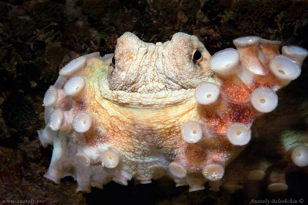 Octopus, Macro, Maldives