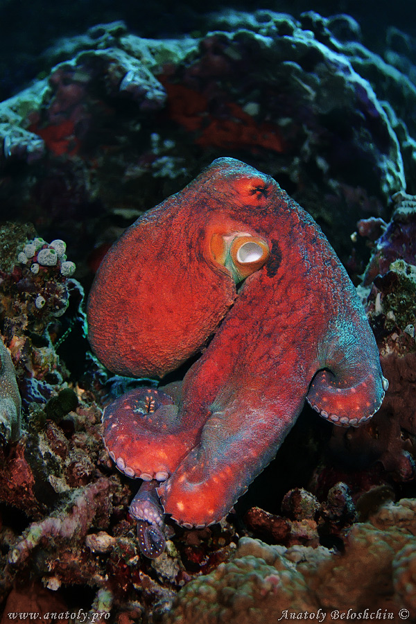Octopus, Macro, Maldives