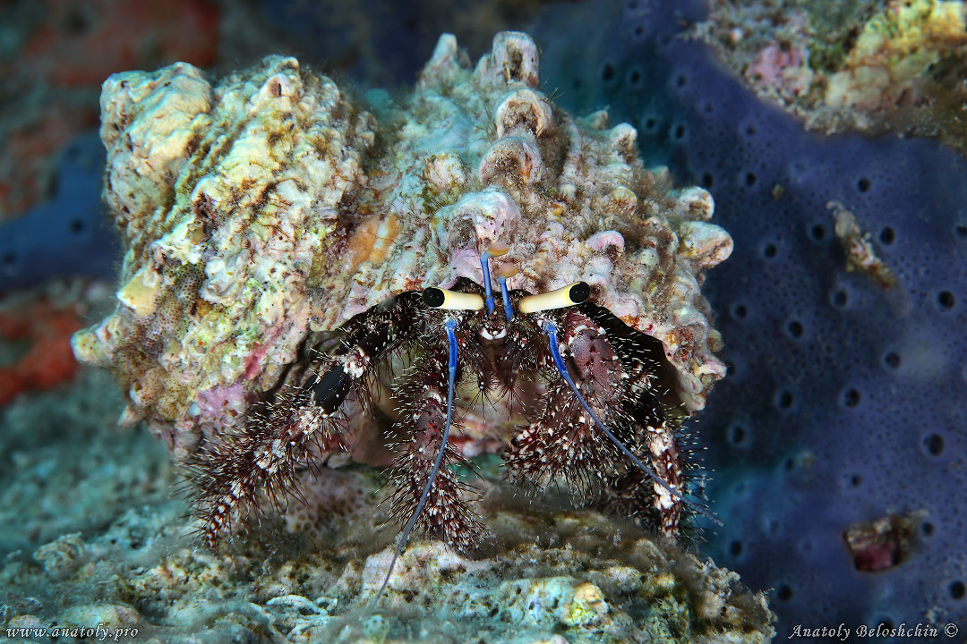 Macro, Maldives, Anatoly Beloshchin