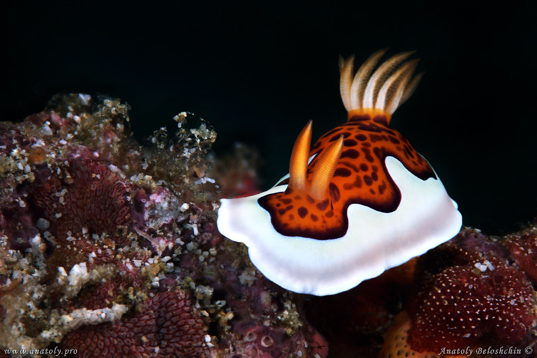 Macro, Maldives, Anatoly Beloshchin