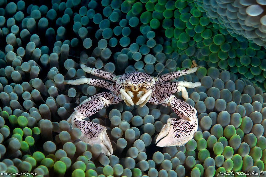 Crab, Macro, Philippines