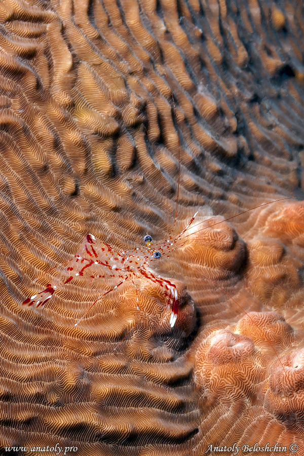 Indian Ocean, Maldives, Anatoly Beloshchin, Анатолий Белощин