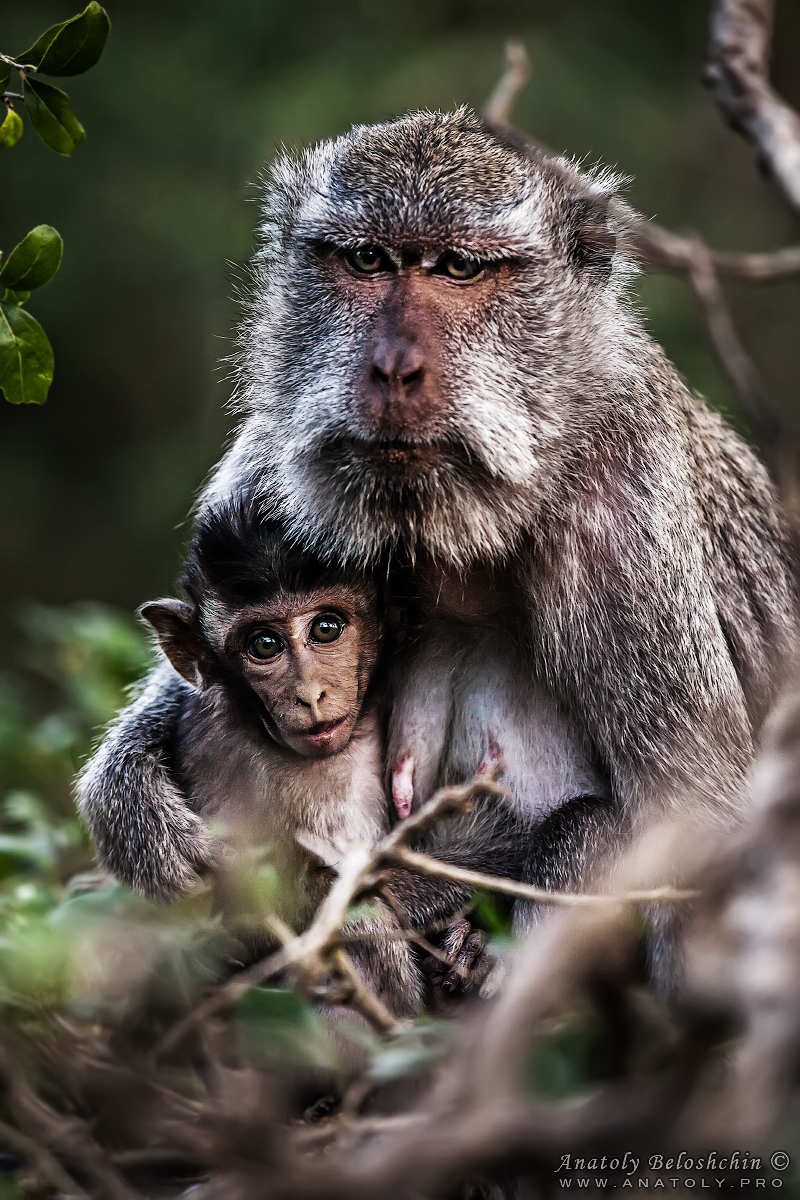 Bali, Anatoly Beloshchin