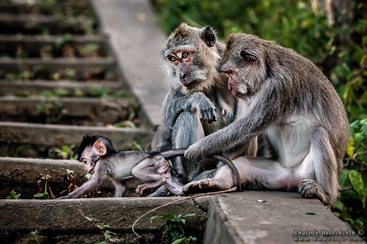 Bali, Anatoly Beloshchin
