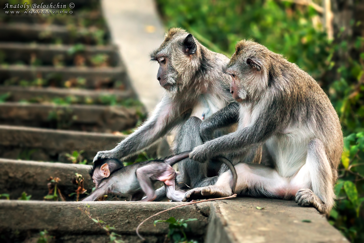 Bali, Anatoly Beloshchin