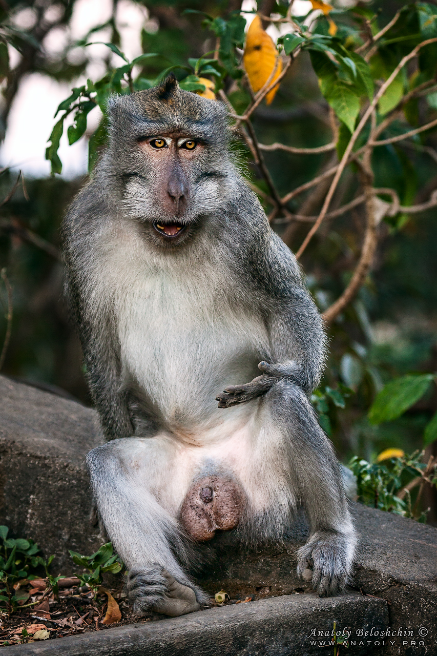 Bali, Anatoly Beloshchin