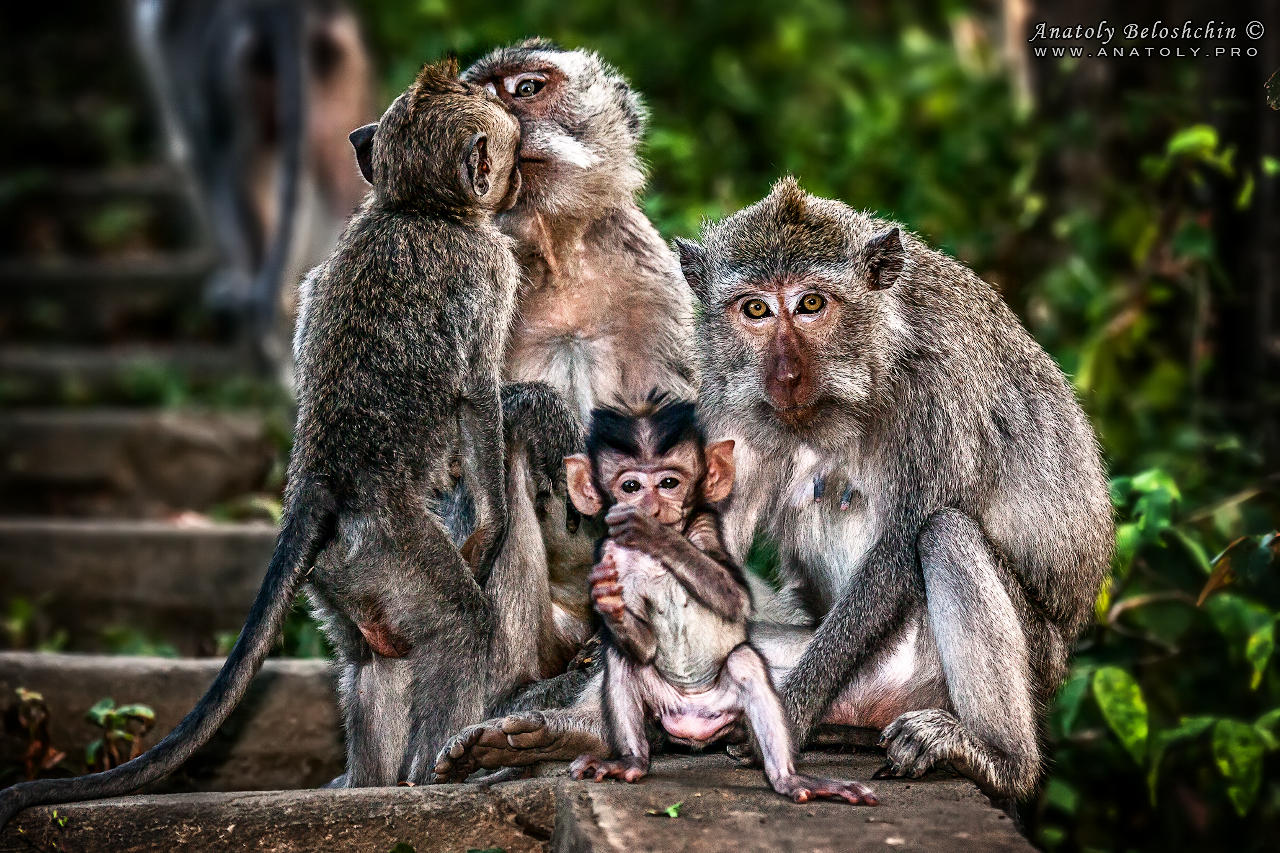 Bali, Anatoly Beloshchin