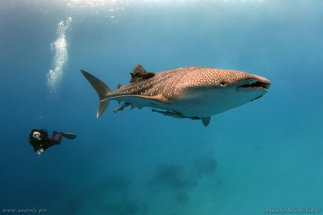 While shark, Philippines