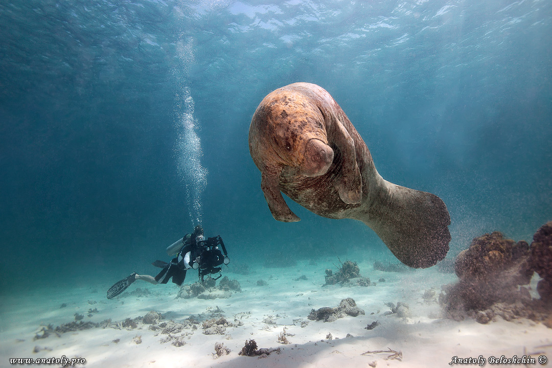 Manatee, Belize, Beloshchin, Белощин
