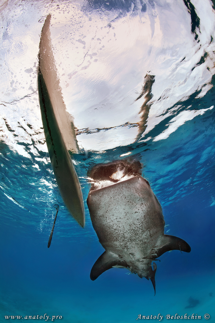 Whale shark, Philippines, Anatoly Beloshchin