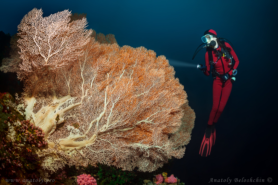 Corals. Verde island
