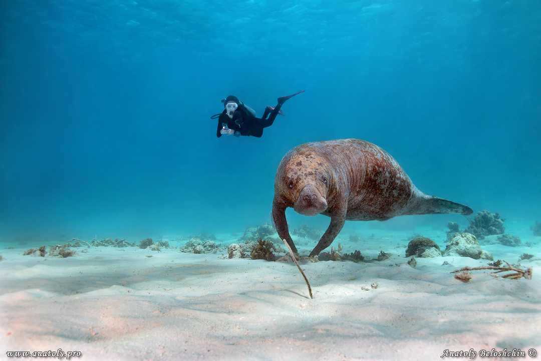 Manatee, Belize, Beloshchin, Белощин