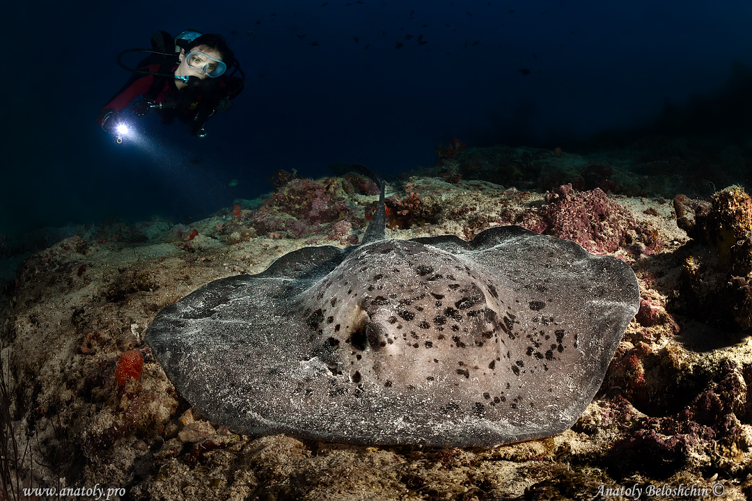 Maldives, Anatoly Beloshchin, Анатолий Белощин