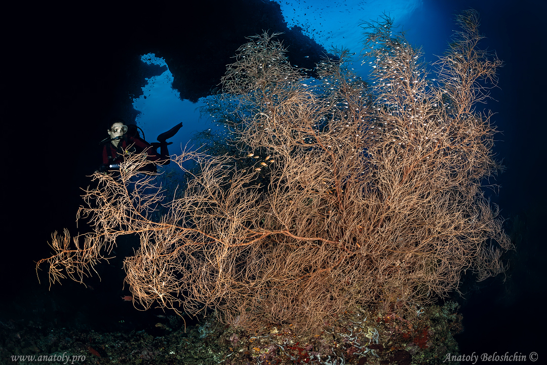 Maldives, Anatoly Beloshchin