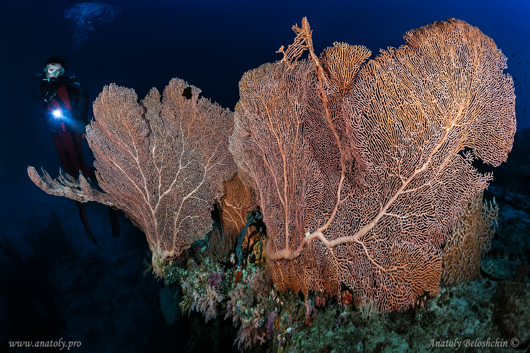 Maldives, Anatoly Beloshchin, Анатолий Белощин