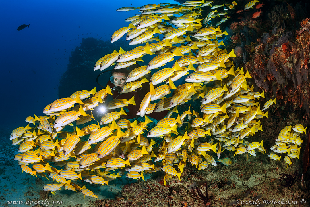 Maldives, Anatoly Beloshchin