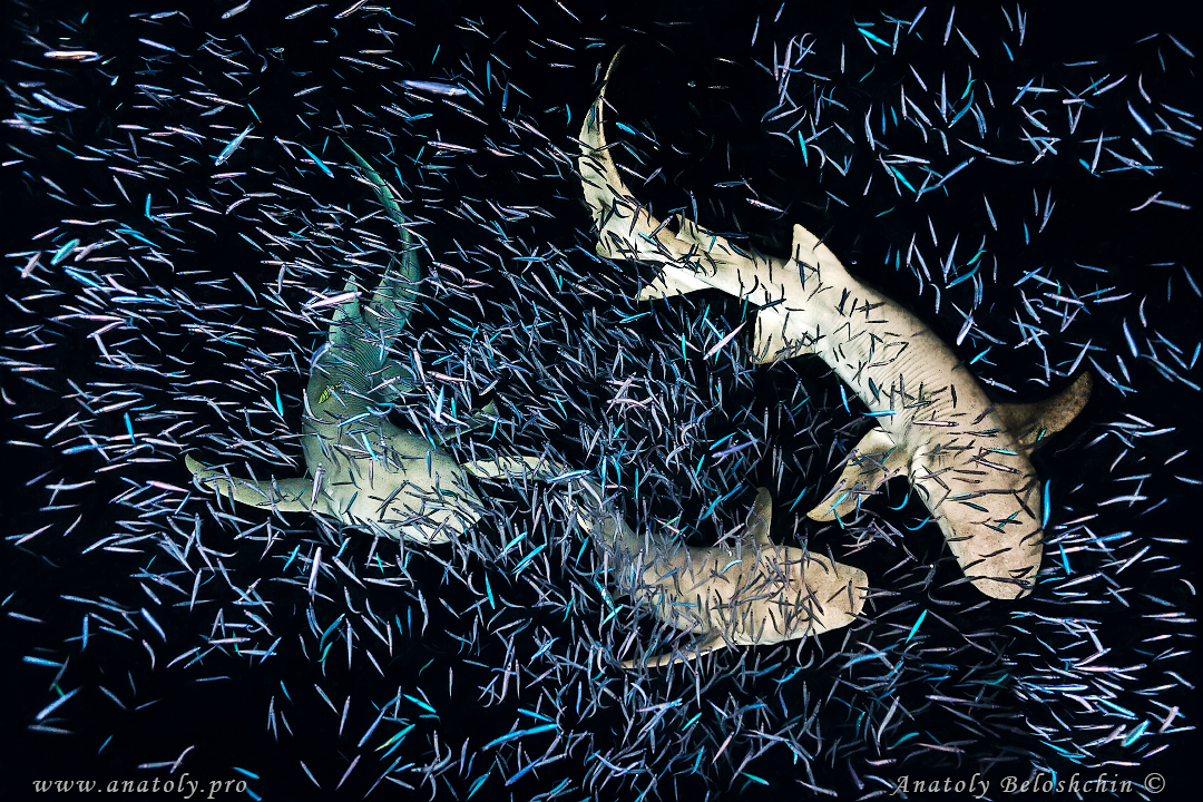 Maldives, Anatoly Beloshchin