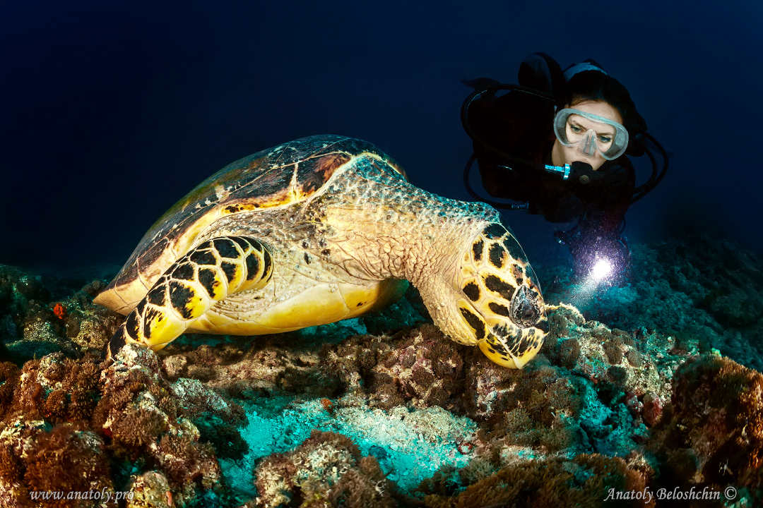 Maldives, Anatoly Beloshchin