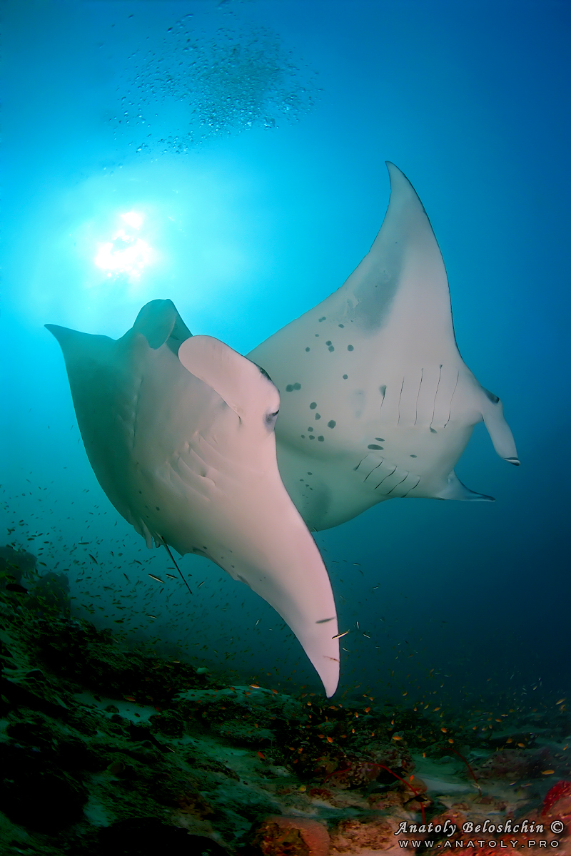 Manta, Underwater wide angle, Anatoly Beloshchin, Белощин