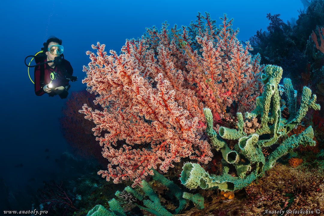 Philippines, Beloshchin, Белощин