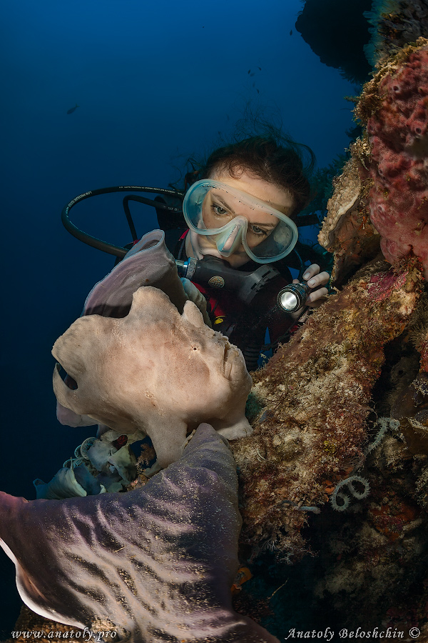 Frog fish, Philippines, Beloshchin, Белощин